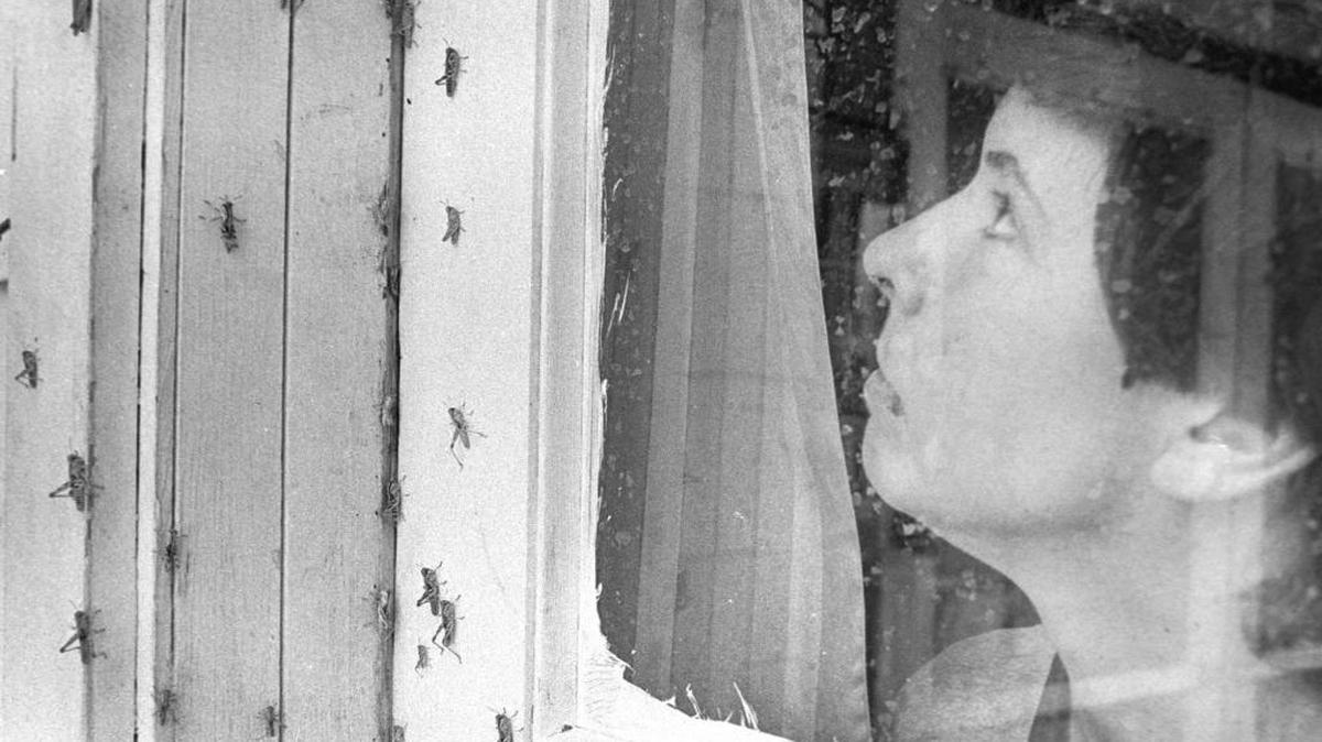 Jean Grant looks at grasshoppers covering her home. Billions that invaded the Shandon-Creston area after a wet winter in 1982-83.