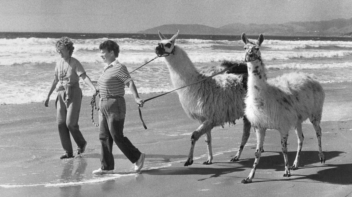 Deenie Dotson, left, and sister Mary Ellen Bacile stroll with Vernet and Porcelana, who are in training for a llama jamboree in this October 1988 photo.