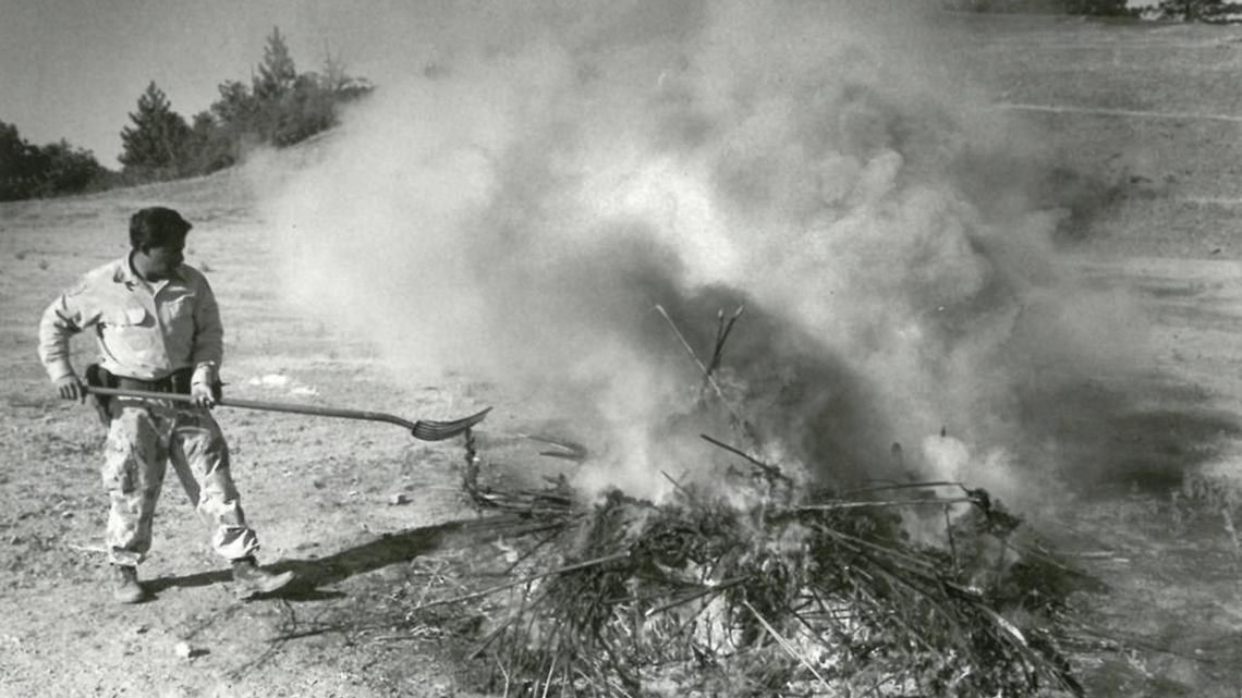 Mendota police Officer B. Ortiz tends a smoldering pile of marijuana after a 1987 raid near Hearst Castle.