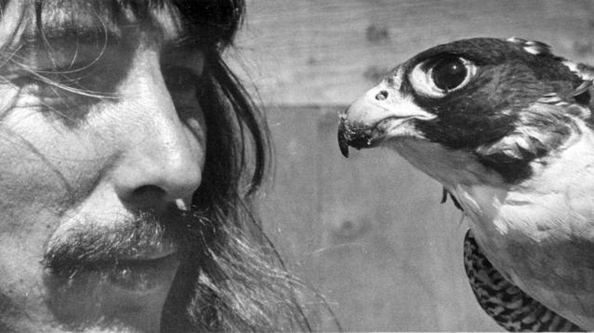 Peregrine rescued after injuries near Morro Rock eyes her trainer, Merlyn Felton Nov. 1978.