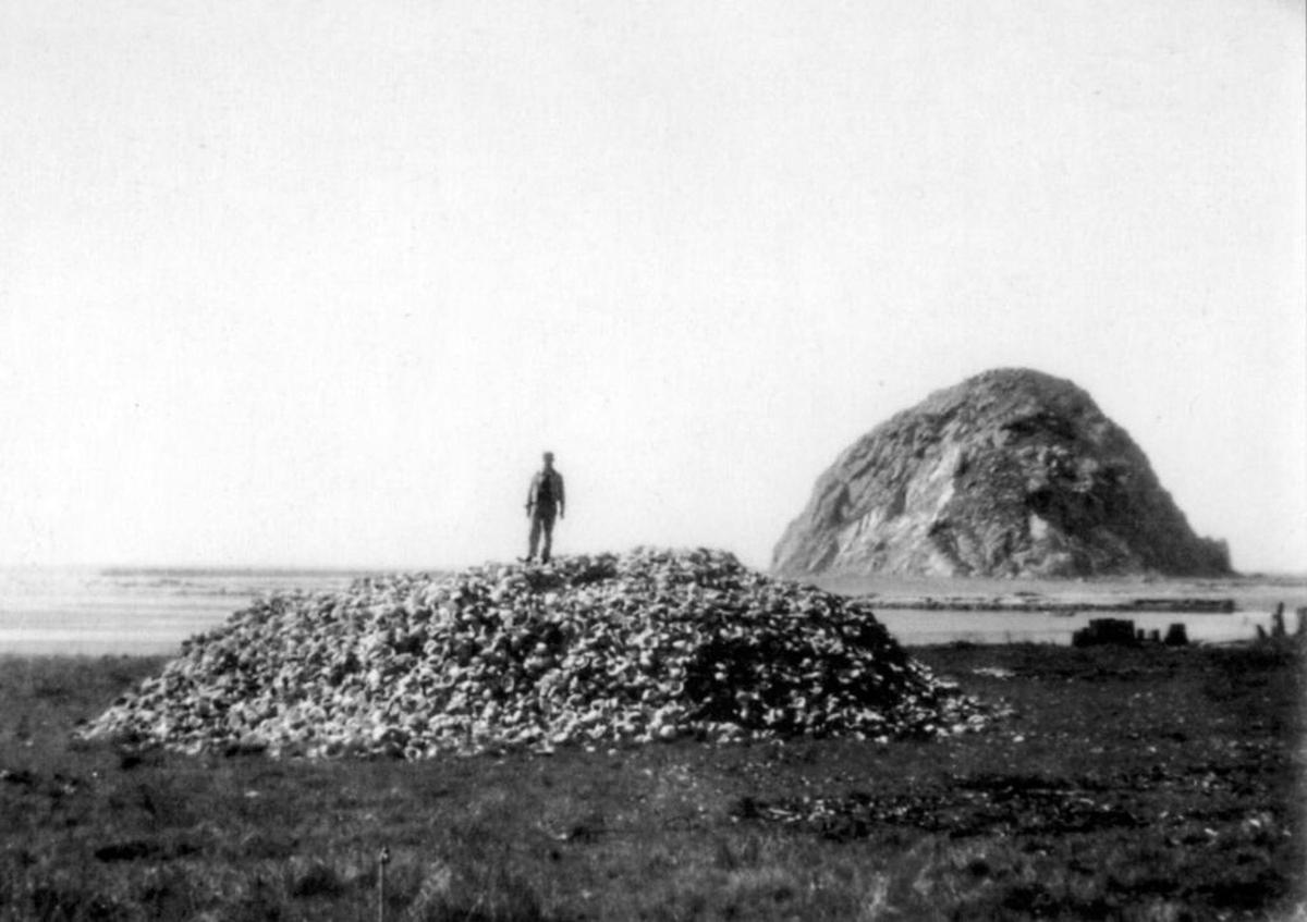 Paul Lambert stands here atop a large pile of abalone shells. In 1957, according to state records, 5.4 million pounds of abalone were harvested in California. This pile of shells stayed out at the side of Highway 41, about two miles east of town, for many years.