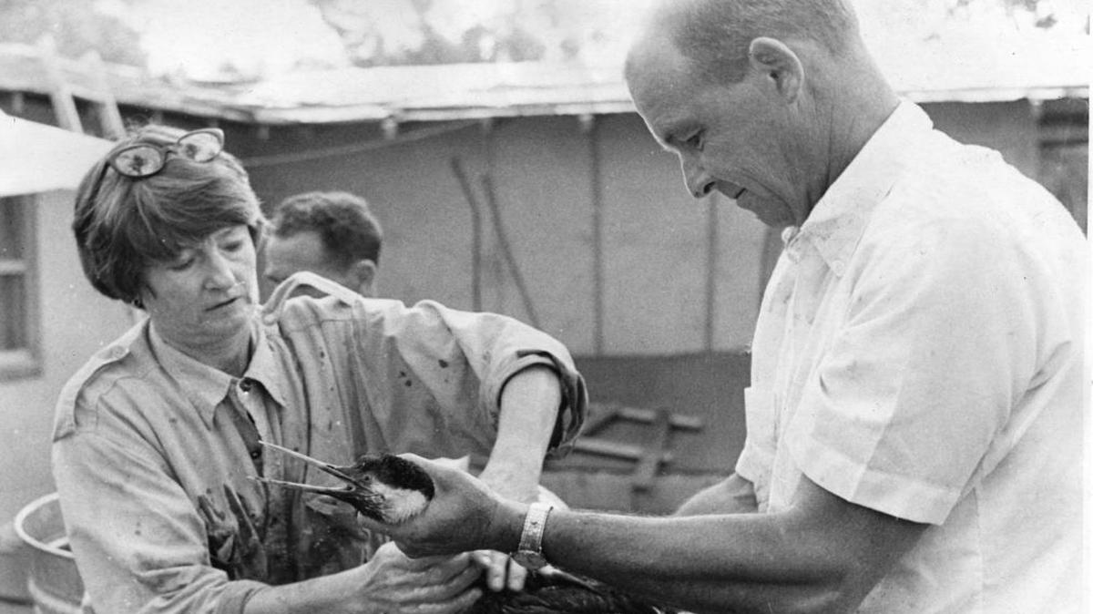 Volunteer workers give "Wally" a rub-a-dub-dub in tub. It will be months before the grebe can go home again (if he lives). published Feb 15, 1969, 1969 They are working at the Child's Estate after the Union Oil disaster near Santa Barbara The oil spill went on for months in the Santa Barbara Channel. 75% of the oiled birds died.
