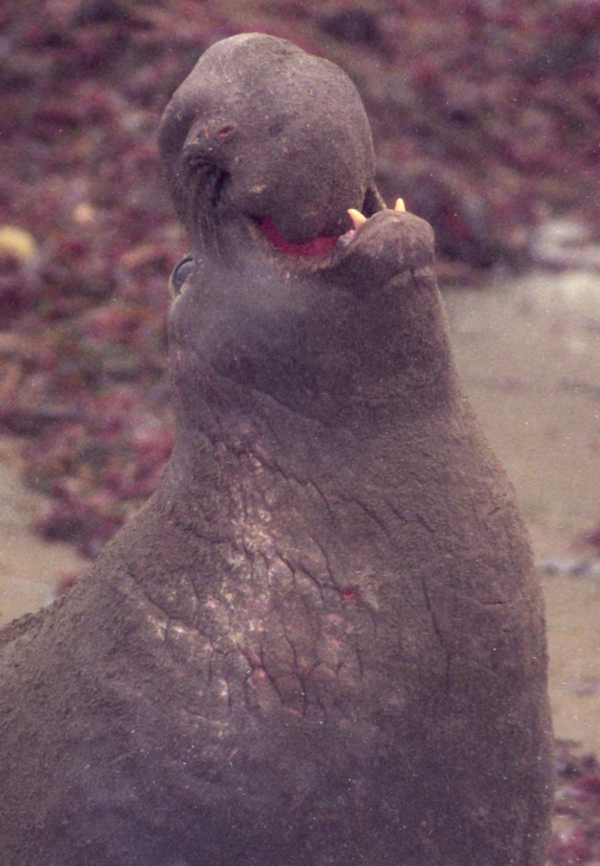 Bull elephant blusters on the beach. Elephant seals were becoming a tourist attraction in 1996. One seal pup was born on the beach at Piedras Blancas in 1992, more than 5,800 were born in the 2018 season. David Middlecamp 1-27-1996