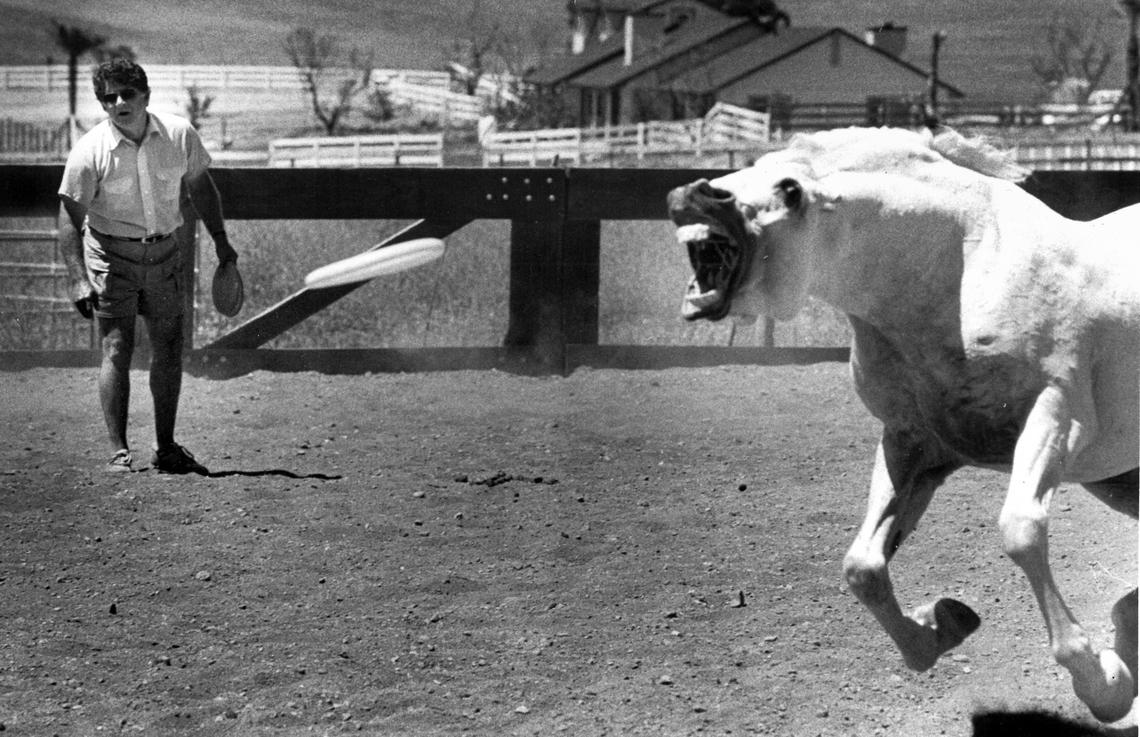 Jay Evans of Templeton throws a Frisbee for horse W.N. Namoniet to catch during a workout at Simpson Arabian Stud Farm in summer 1991.