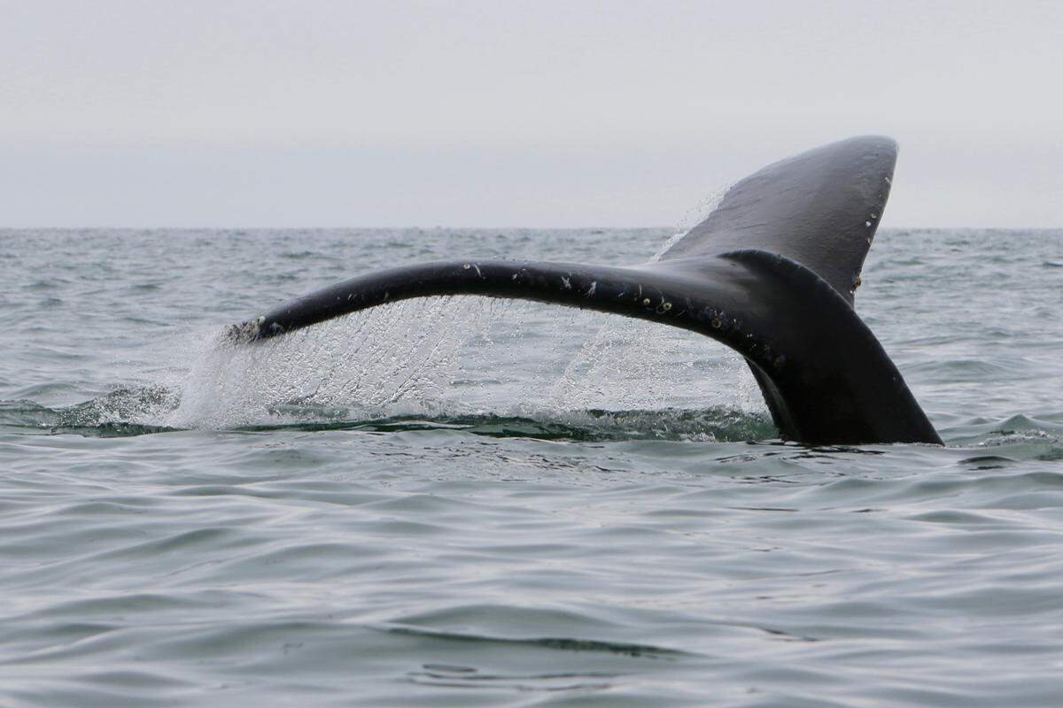 A humpback whale surfaces off Pismo Beach on Friday, July 12, 2024.
