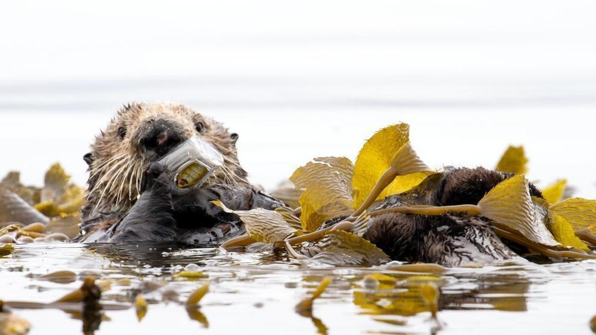 Avila Beach Paddlesports owner Vincent Shay spotted this otter on Sunday playing with a discarded Crown Royal bottle.