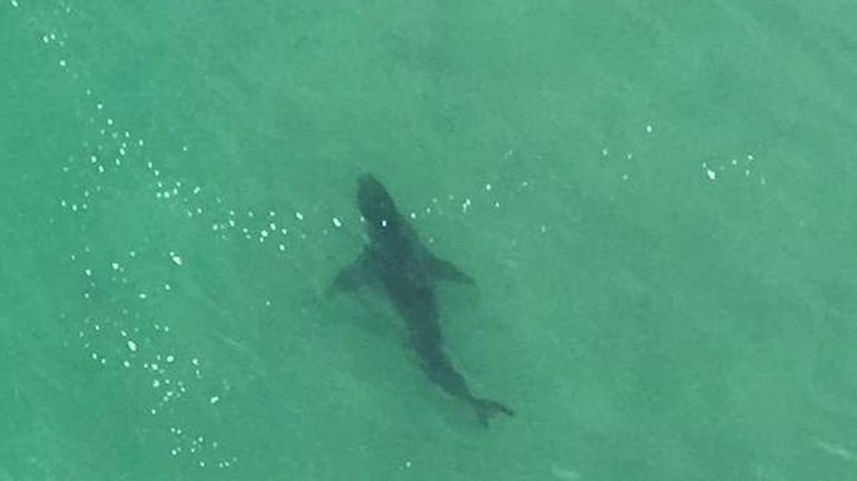 A 10- to 12-foot shark was spotted off the coast of Morro Bay near surfers on the Fourth of July by paraglider Brad Beekman. No one was injured by the shark.