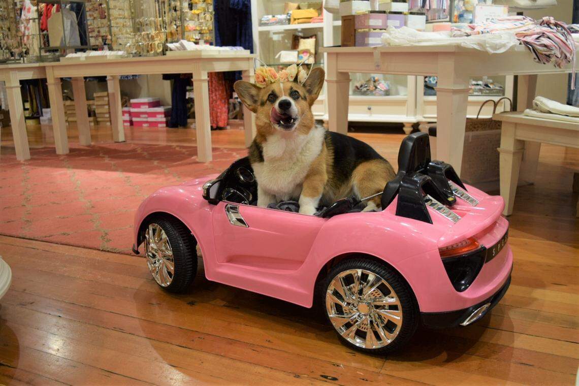 Seven-year-old corgi Olliver sits as his owners, Angie and Sasha Shkurkin, put headbands and sunglasses on him at Francesca’s in downtown San Luis Obispo.