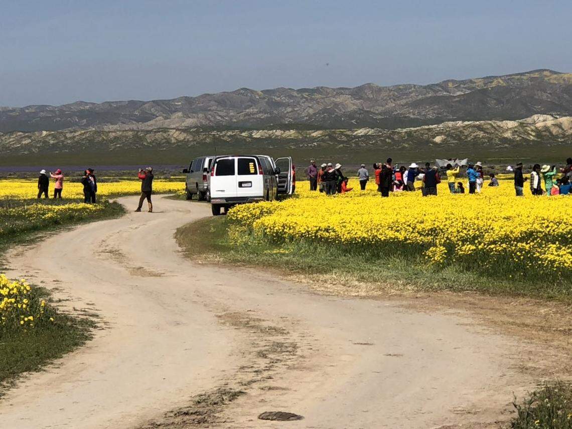 Visitors take photos of wildflowers in Phacelia Field north of Traver Ranch in the Carrizo Plain National Monument in San Luis Obispo County.