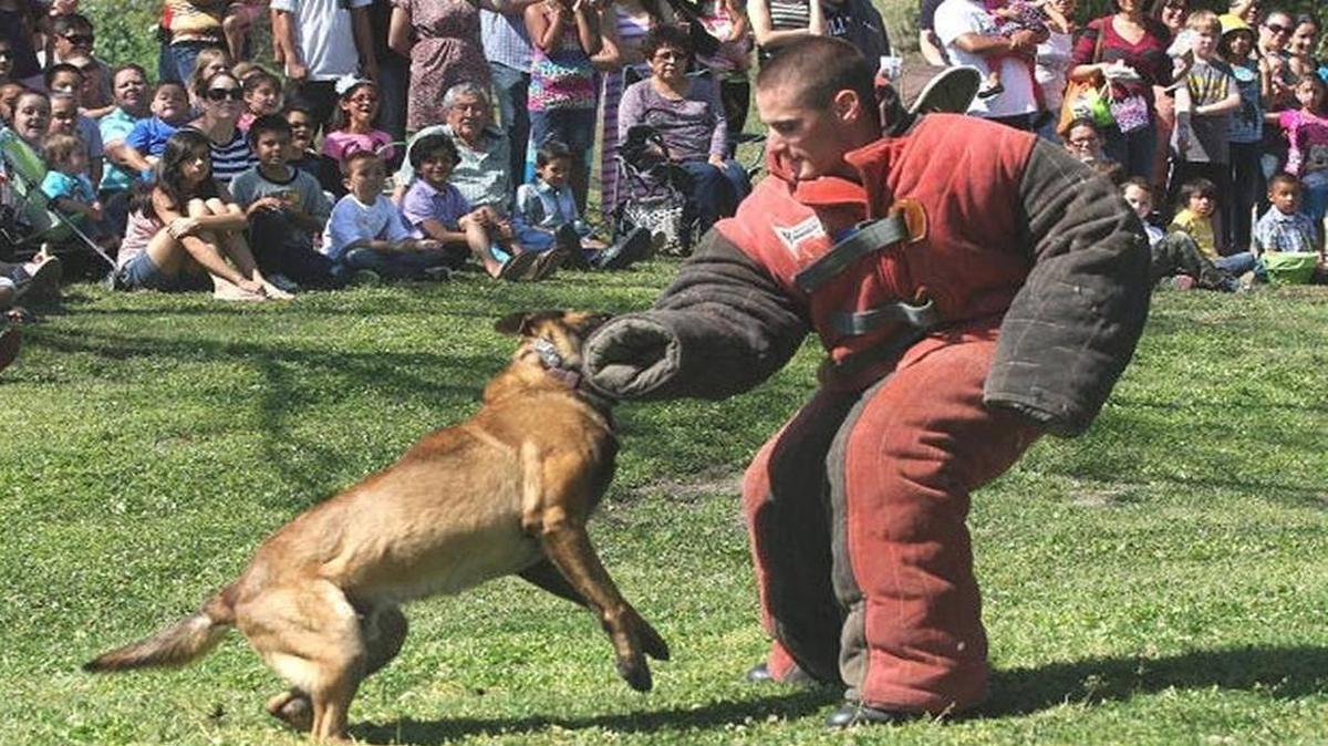 Alex Geiger performs K-9 training exercises in a bite-proof suit with a dog in Hanford in 2013. Geiger worked as a Grover Beach police officer in December when his personal dog — his former partner in a previous department — attacked two neighbors, killing one of them.