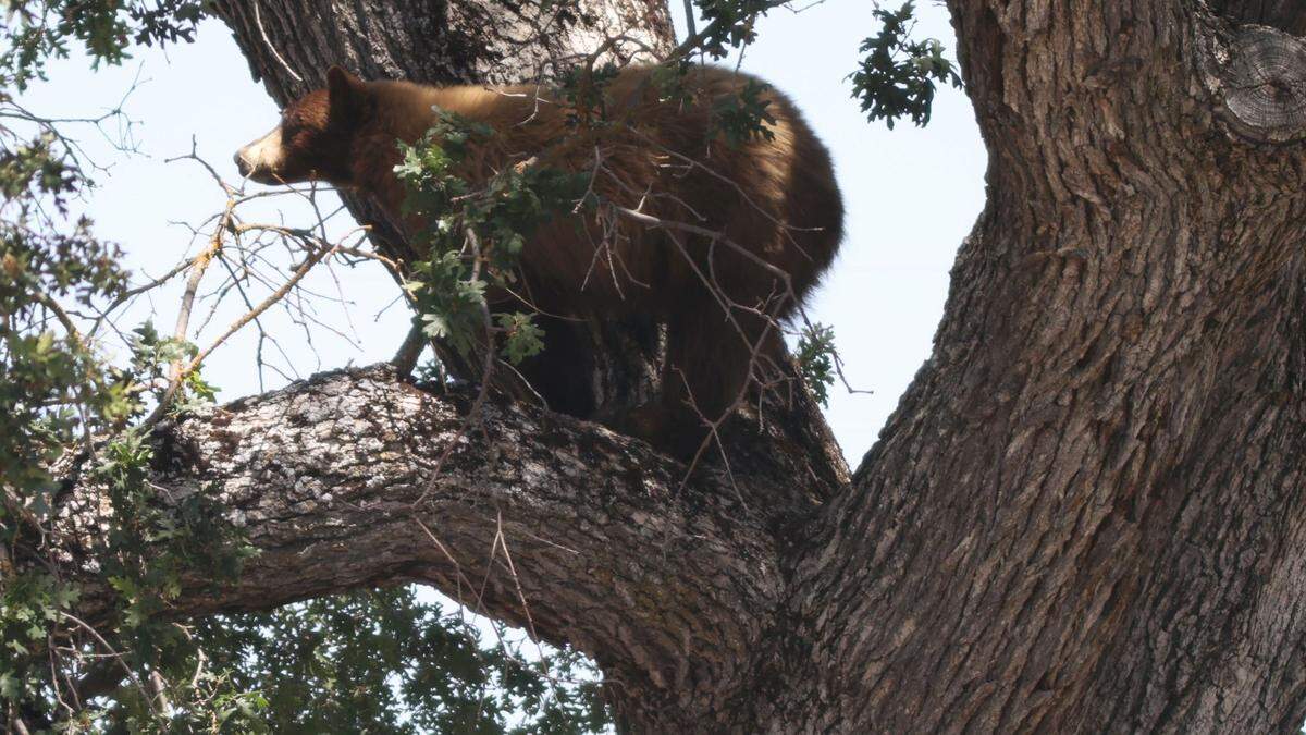 A bear was caught in a tree in the Target parking lot in Paso Robles on May 25, 2023.