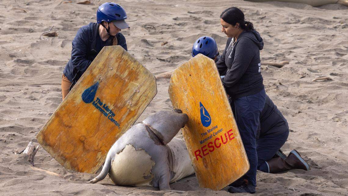 Elephant seal had plastic stuck around his neck. How SLO County rescuers helped