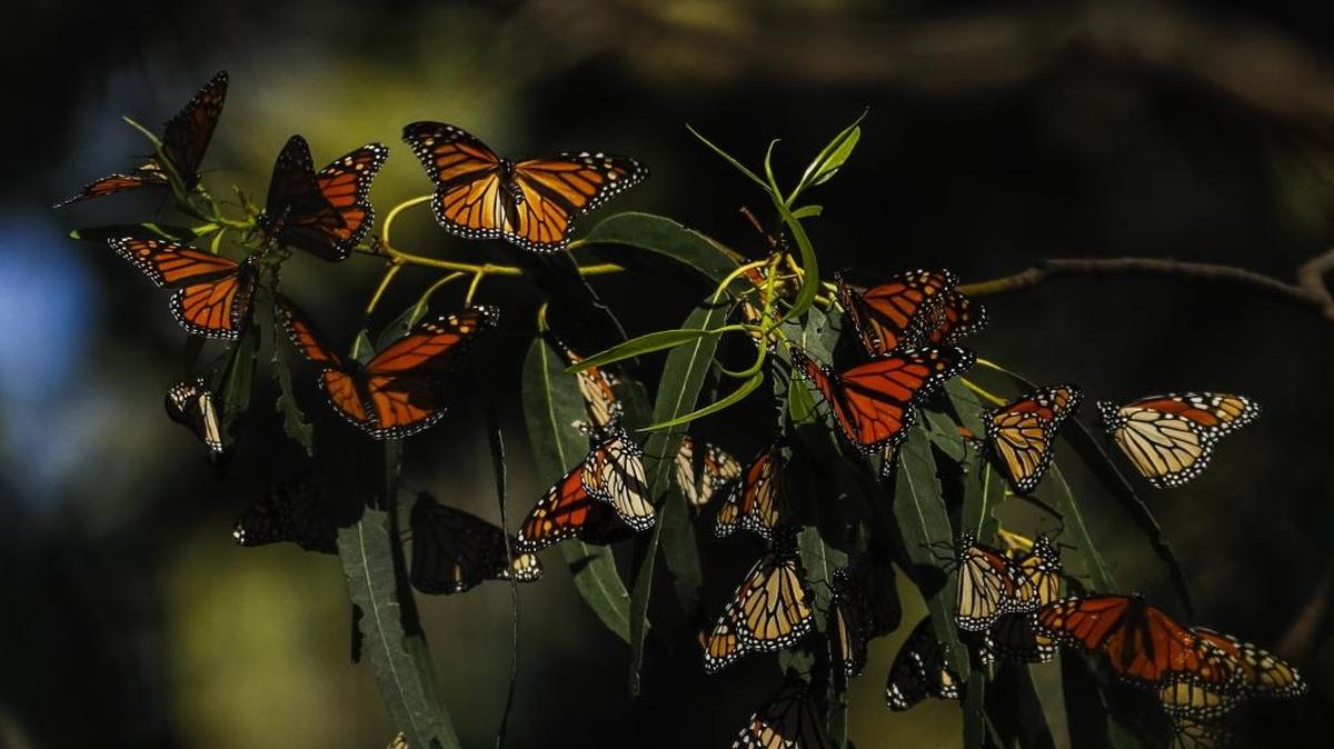 The butterflies are back at the Monarch Butterfly Grove in Pismo Beach.