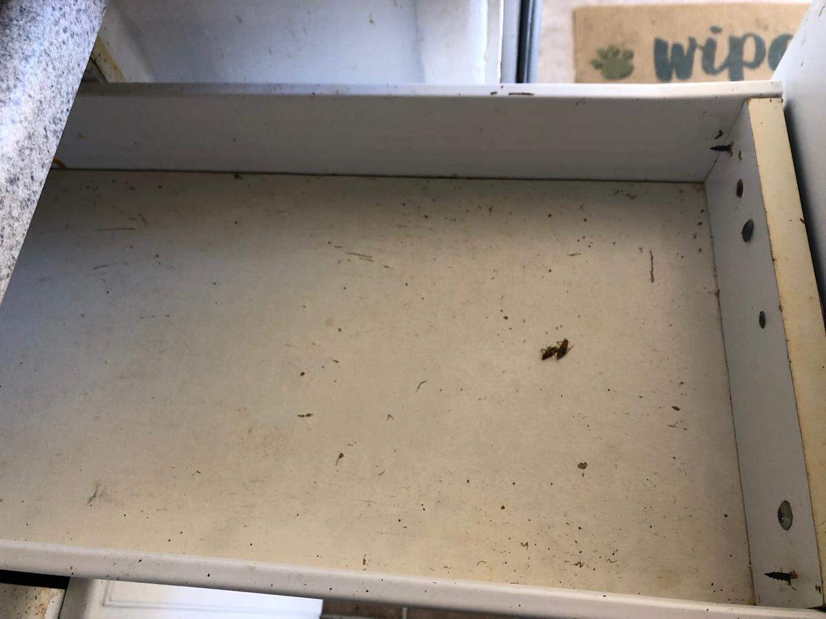 Dead cockroaches and droppings in a Grand View resident’s kitchen drawers.