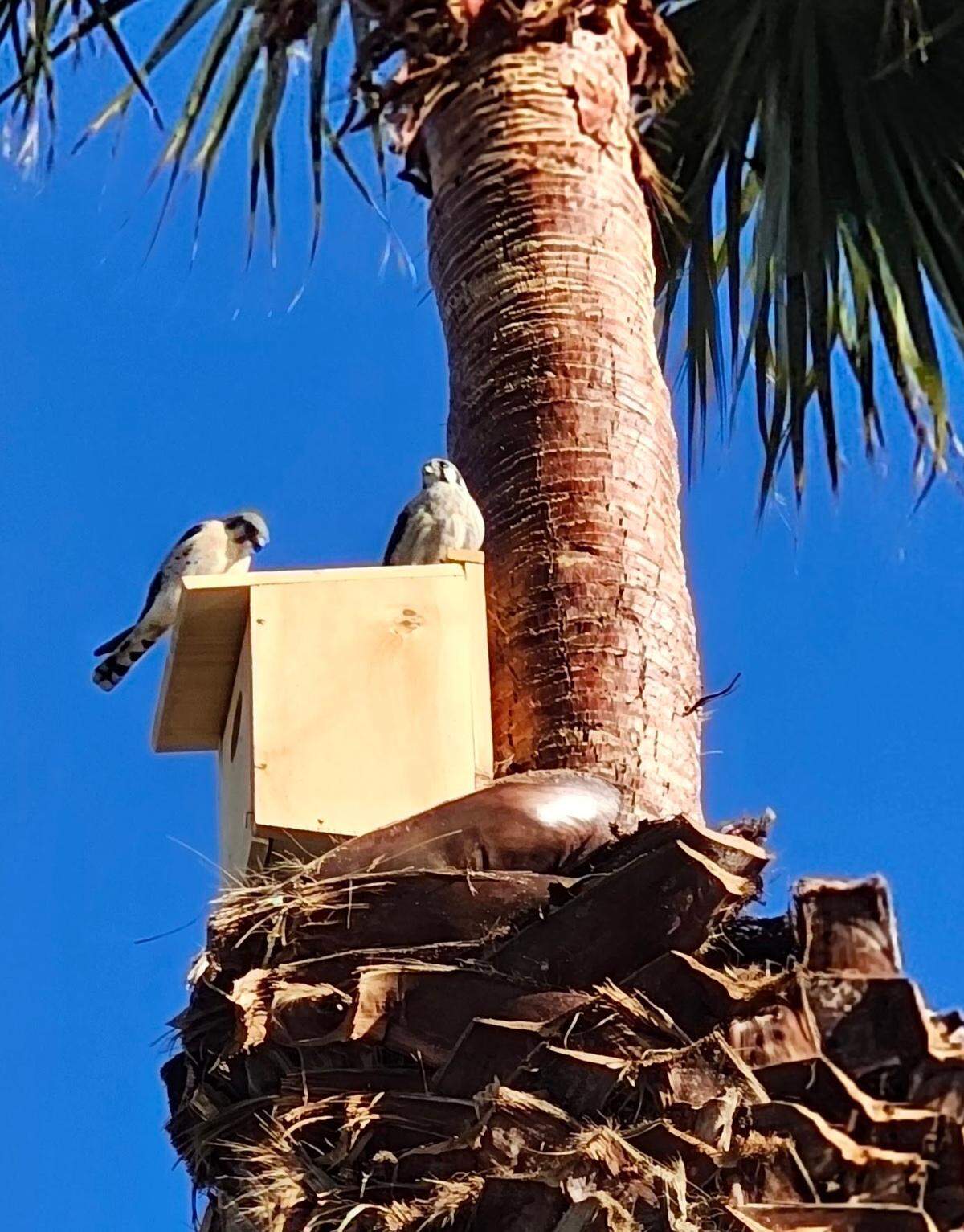 Kestrels visit a bird box installed on a palm tree on Yerba Buena Street in Morro Bay in March 2024.