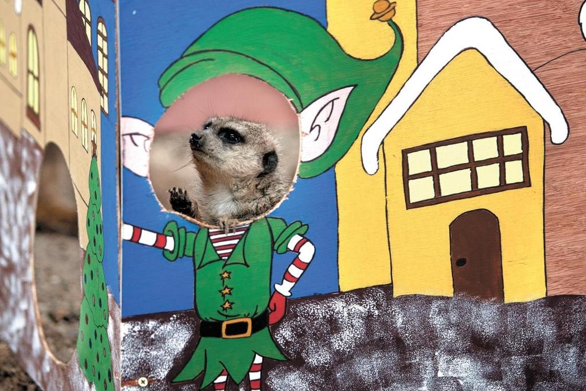 Charles Paddock Zoo elves will give holiday treats to the animals from 10 a.m. to 1 p.m. on Saturday.