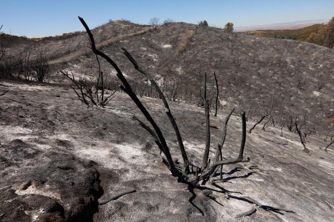 Only charred branches and blackened earth remains on a slope off Parkhill Road that was scorched by the Hill Fire.
