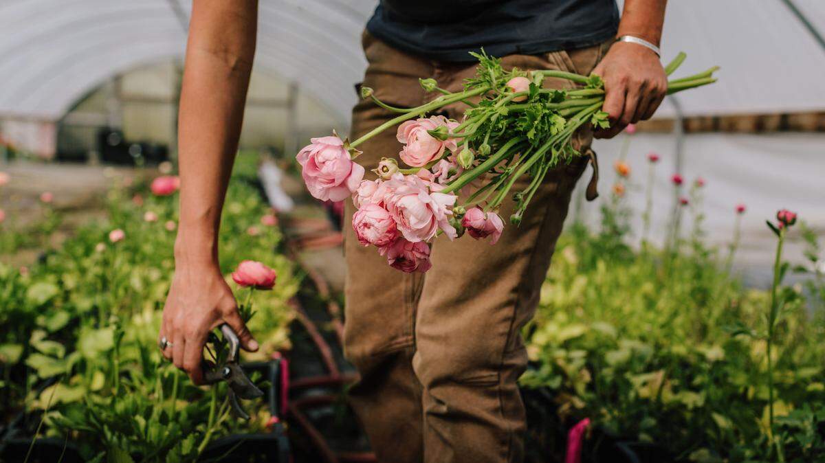 The next UC Master Gardener workshop will focus on how to grow flowers for cutting and arranging in SLO County.