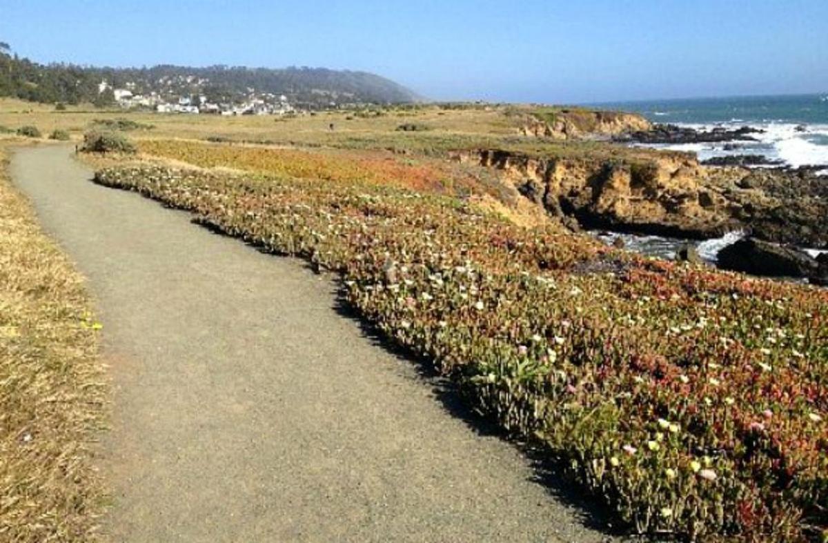 The trail at Fiscalini Ranch Preserve meanders along the bluff.