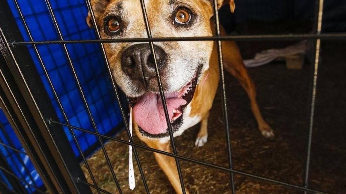 One of the 46 dogs seized from an Atascadero home in August that has been housed at the San Luis Obispo County Animal Services Center.