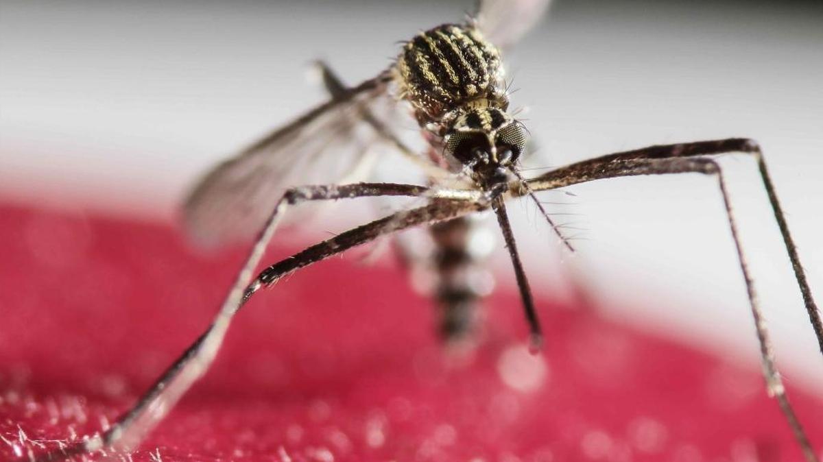 The Zika virus is carried by Aedes mosquitoes, which have not been detected in San Luis Obispo County.