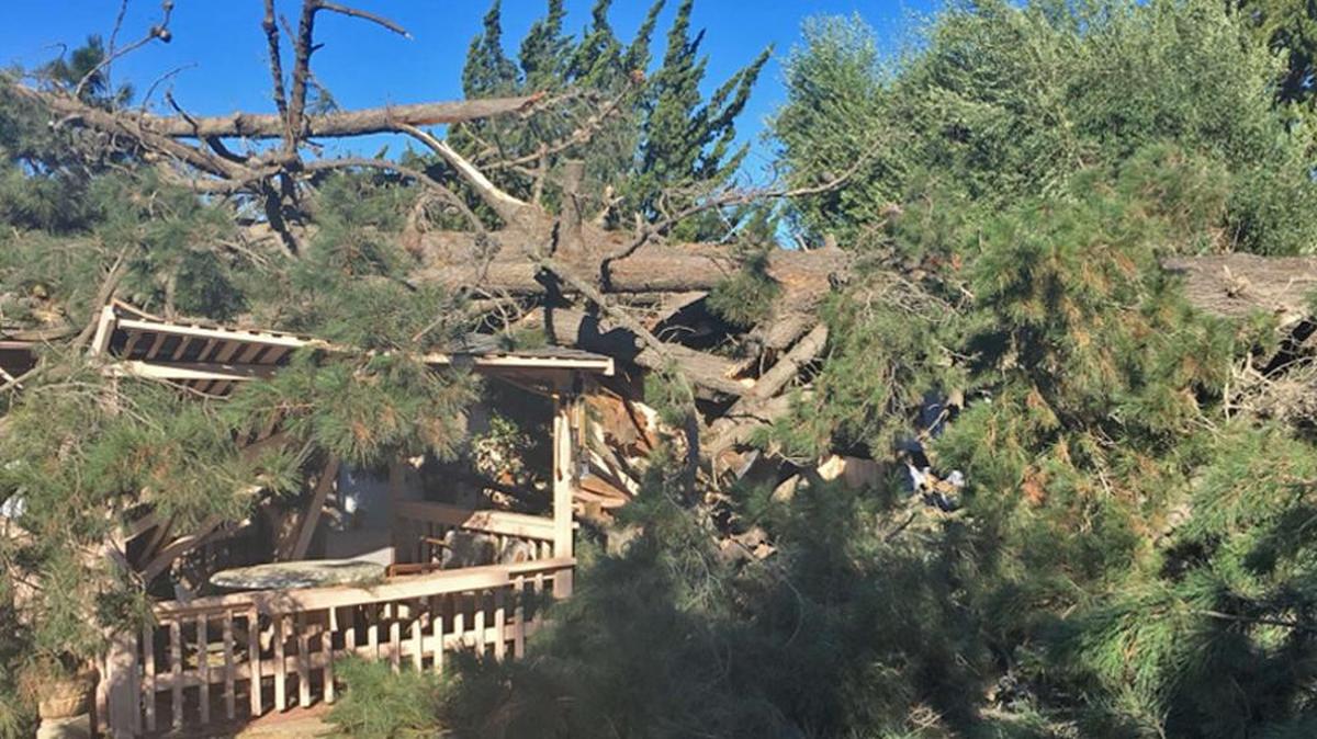 A large pine tree fell onto a home in Orcutt Wednesday, causing major damage. Several occupants of the residence escaped injury in the incident.