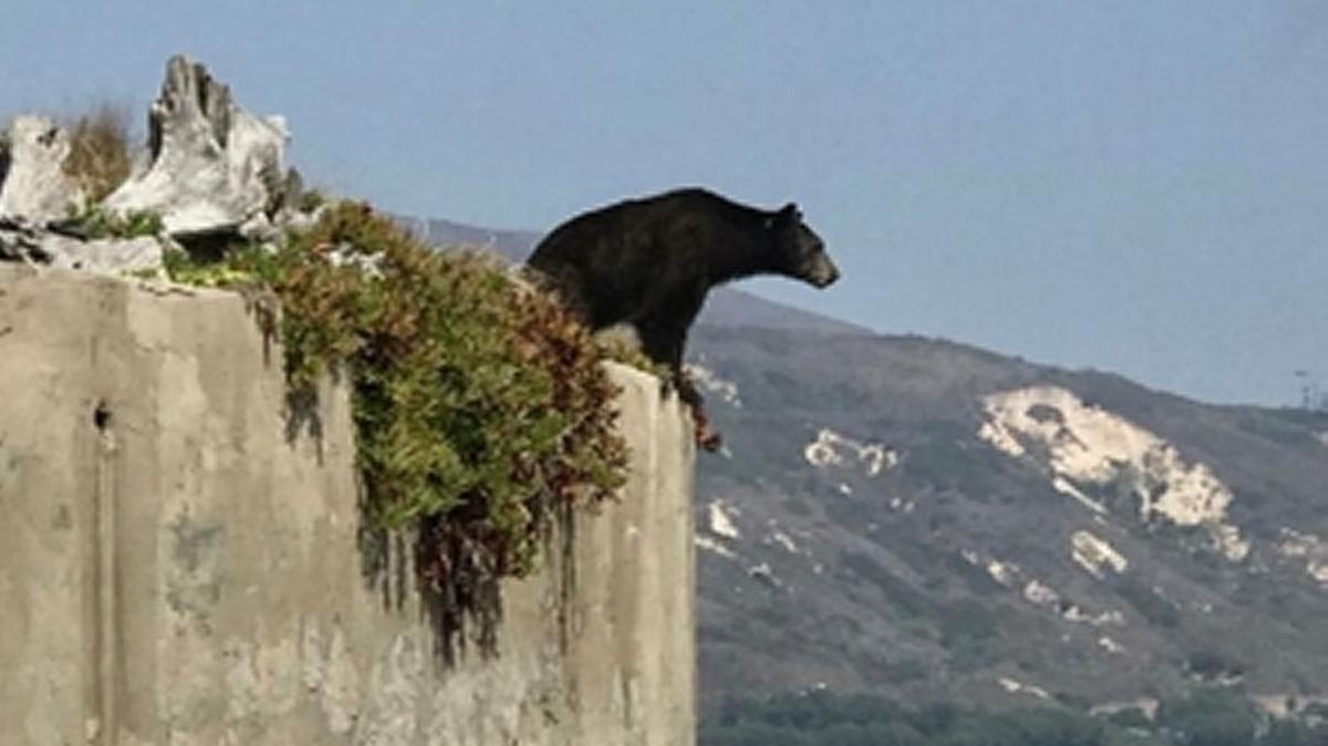 The black bear surveys the shoreline Saturday at Rincon Point from the vantage point of a backyard deck.