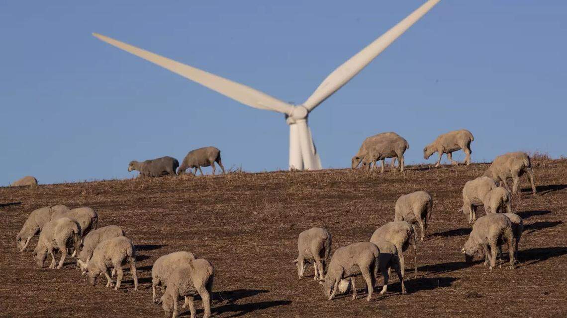 Sheep graze on a wind farm in Solano County, California, where a group of tech billionaires hopes to build a green city. 