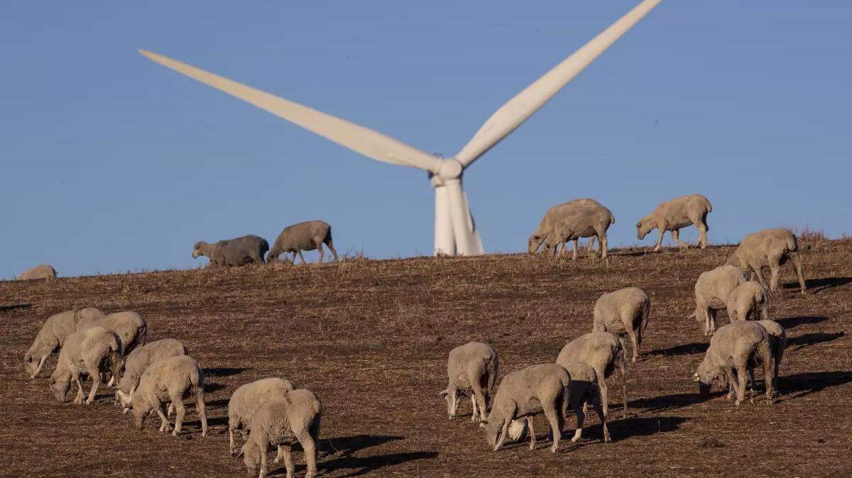 Sheep graze on a wind farm in Solano County, California, where a group of tech billionaires hopes to build a green city.