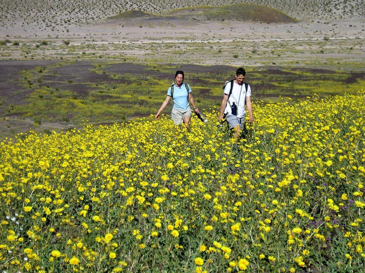 Desert gold carpeted Death Valley National Park in 2005.