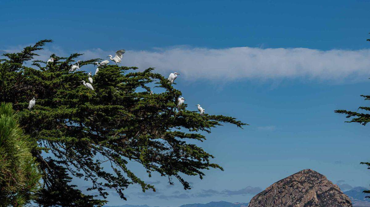 Snowy egrets and great egrets in Morro Bay on July 24, 2025. 