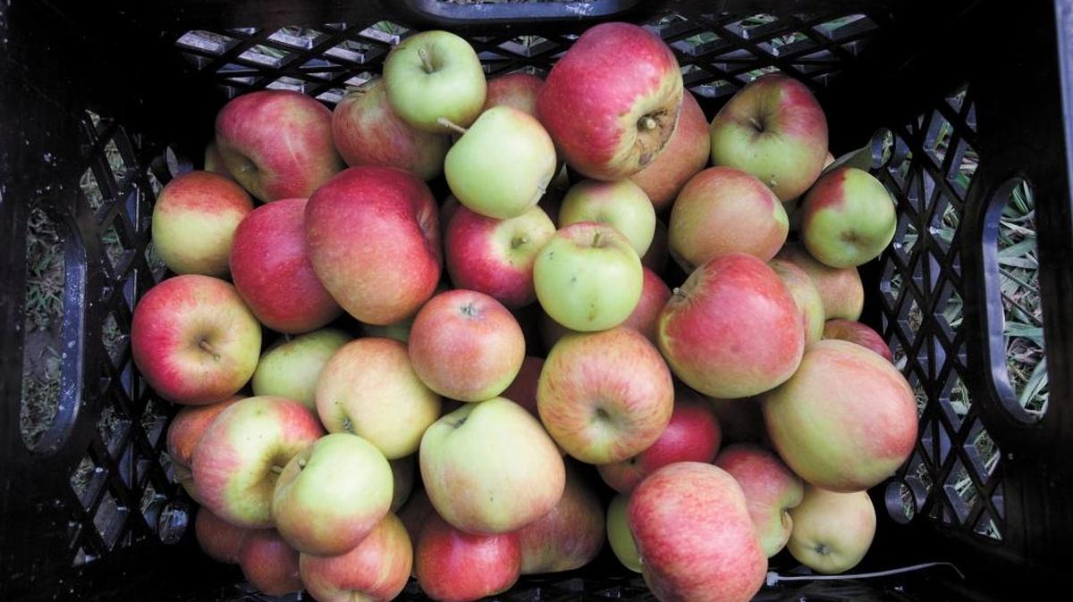 Braeburn apples picked at SLO Creek Farms in San Luis Obispo await fruit lovers. The new Apples and Honey Festival, Sept. 25 in downtown San Luis Obispo, will celebrate harvest season on the Central Coast.