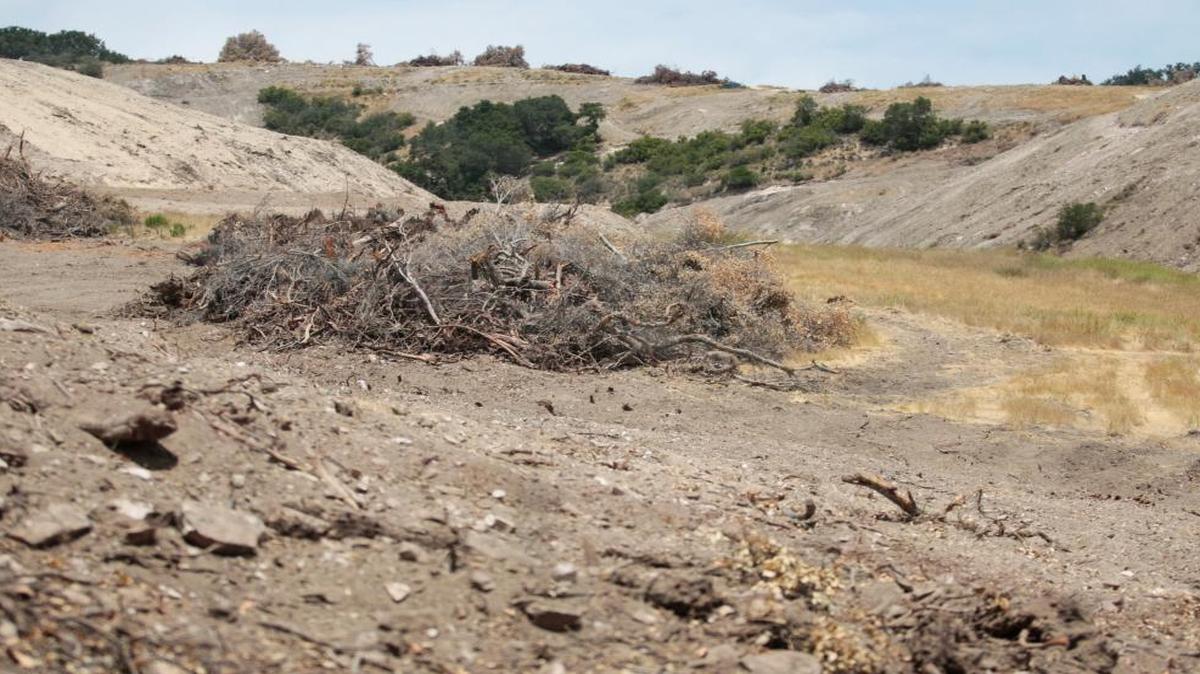 North County residents are concerned about a massive removal of oak trees north of Highway 46 West to make way for a vineyard. A stop-work order has been issued by the county to Estate Vineyards LLC.