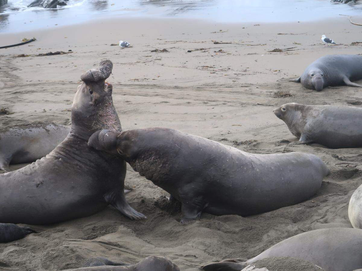 Elephant seal bulls confront each other by bumping chests and ripping at each other with their teeth.