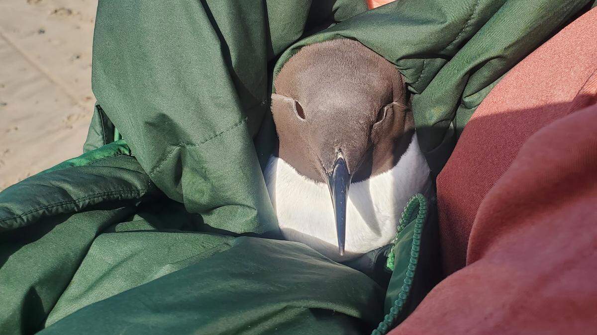 Pacific Wildlife Care responded to a seabird called the common murre suffering from chemical burns caused by naturally-occurring oil in Morro Bay on March 7, 2025.