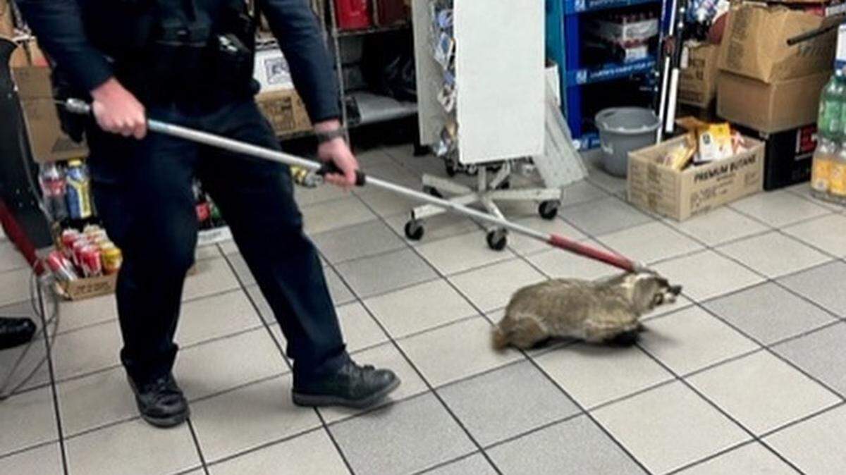 A Pismo Beach police officer uses a dog snare to catch an “angry badger” inside the Shell gas station in Shell Beach on Sunday, April 24, 2023.