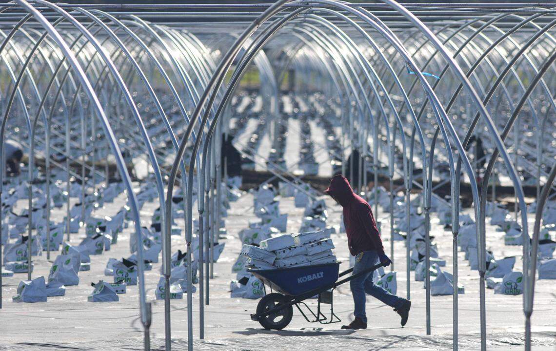 Workers were busy putting up several acres of greenhouses next to the San Luis Ranch development and Highway 101 in San Luis Obispo on Jan. 16, 2024. About 28 acres of greenhouses will be used to grow organic blueberries by Central Coast Organic Berries. They will be available at the SLO Ranch Gourmet Market and sold wholesale.