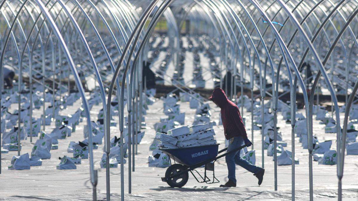 Workers were busy putting up several acres of greenhouses next to the San Luis Ranch development and Highway 101 in San Luis Obispo on Jan. 16, 2024. About 30 acres of greenhouses will be used to grow organic blueberries by Central Coast Organic Berries. They will be available at the SLO Ranch Gourmet Market and sold wholesale.