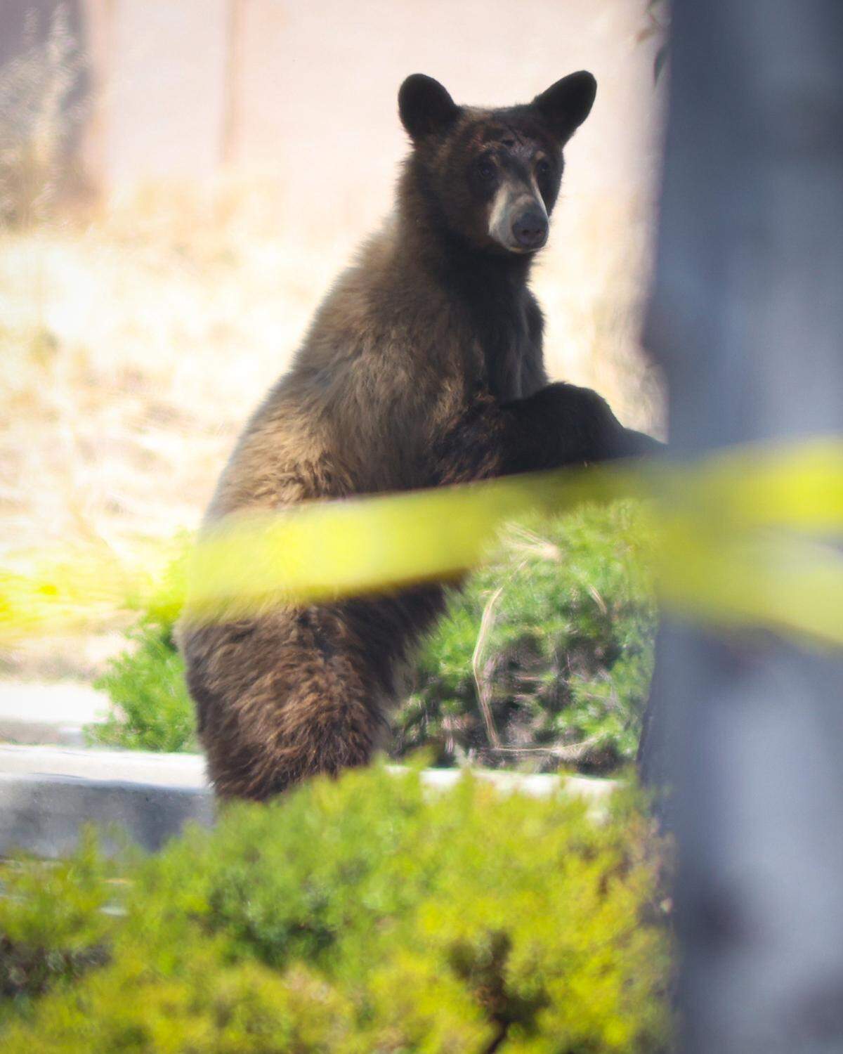 A bear wandering near a Paso Robles shopping center on May 25, 2023, prompted a big response from police and the California Department of Fish and Wildlife as they attempted to corral the animal away from the heavily visited area.