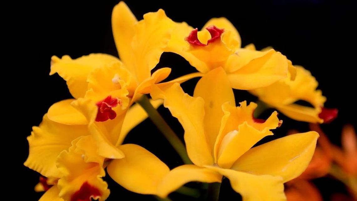 Central Coast Orchid Show and Sale.