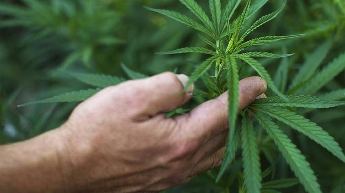 Atascadero’s City Council on Tuesday returned to a previous policy of allowing limited cultivation of medical marijuana.