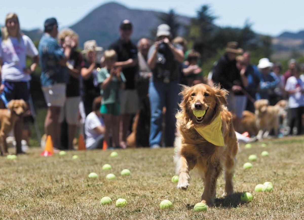 Murphy, a 4-year-old golden retriever, returns a ball during Goldens in the Park at Laguna Lake Park in San Luis Obispo. More than 300 golden retrievers and their owners will gather at the park on Saturday.