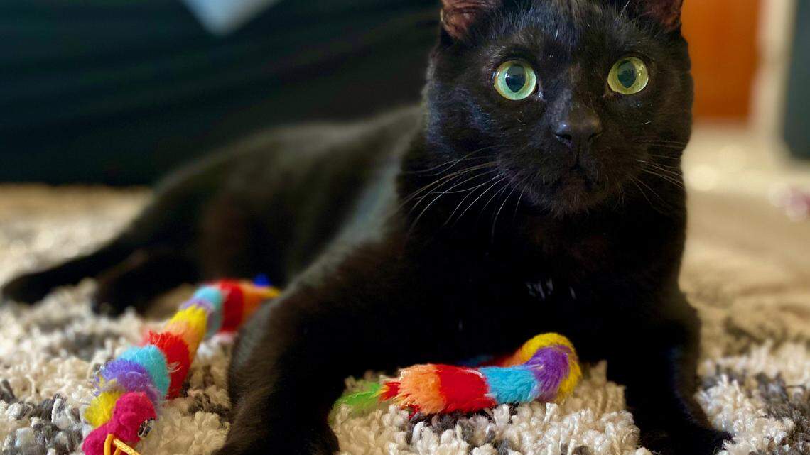 Looking for a mellow pet who loves belly rubs? Meet Zion from the Cal Poly Cat Program