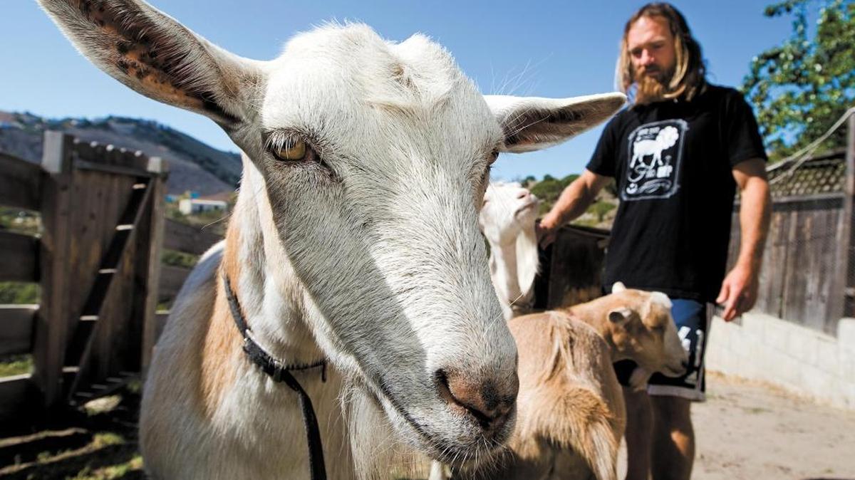 Dana McGregor with his three goats Pismo, front, Grover, right, and Goatee at his home in Pismo Beach in 2013.