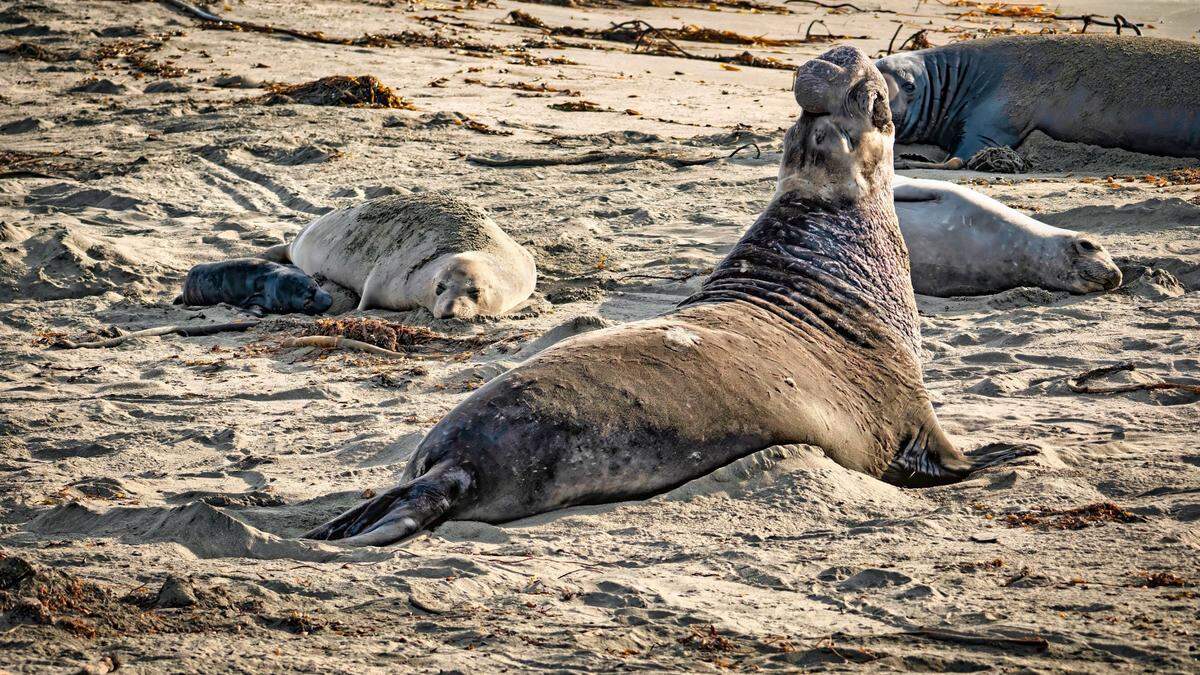 The first elephant seal of the breeding season was born the beach at Piedras Blancas in San Luis Obispo County, California. The pup, seen here to the far left, was named by lottery.&nbsp;