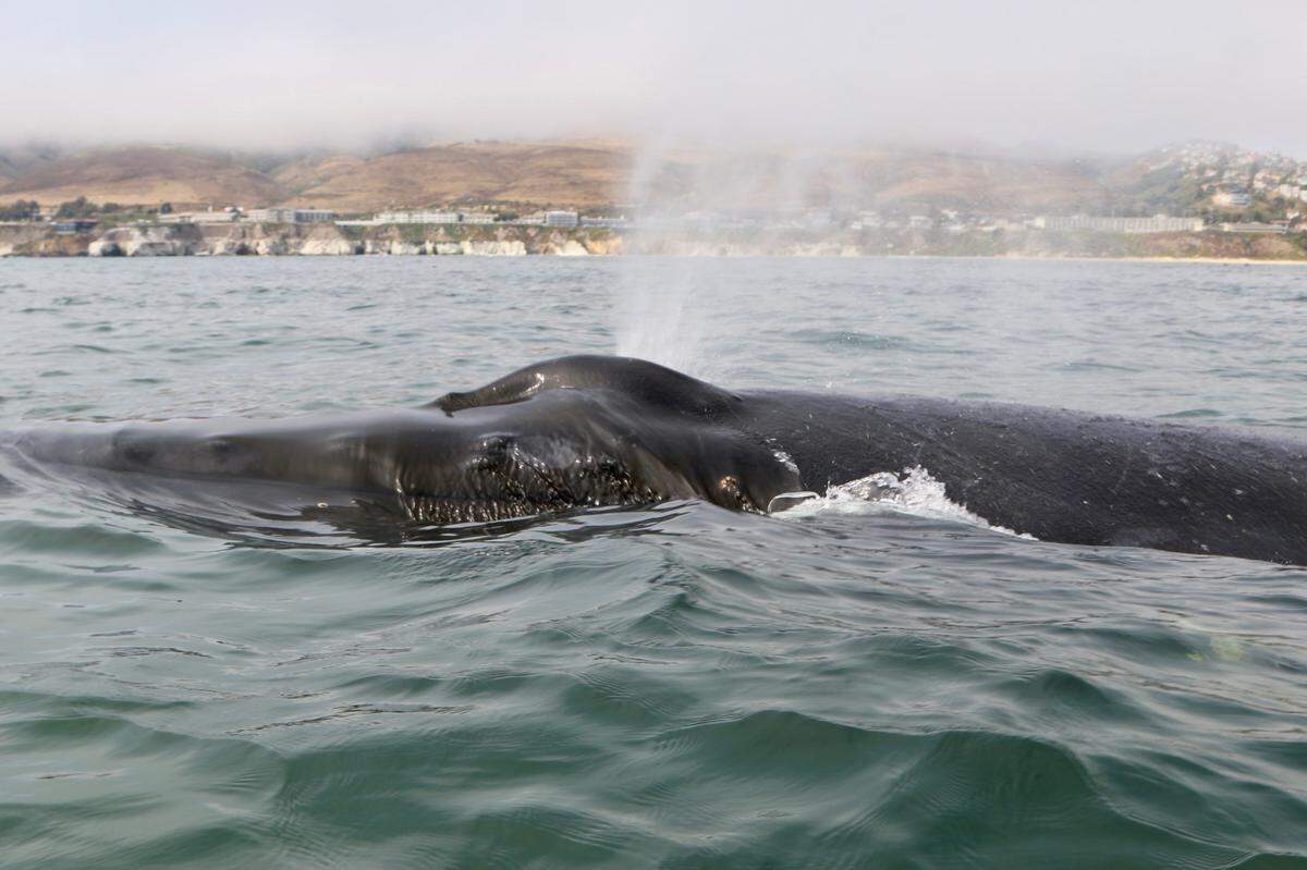 A humpback whale surfaces to breathe off Pismo Beach on Friday, July 12, 2024.