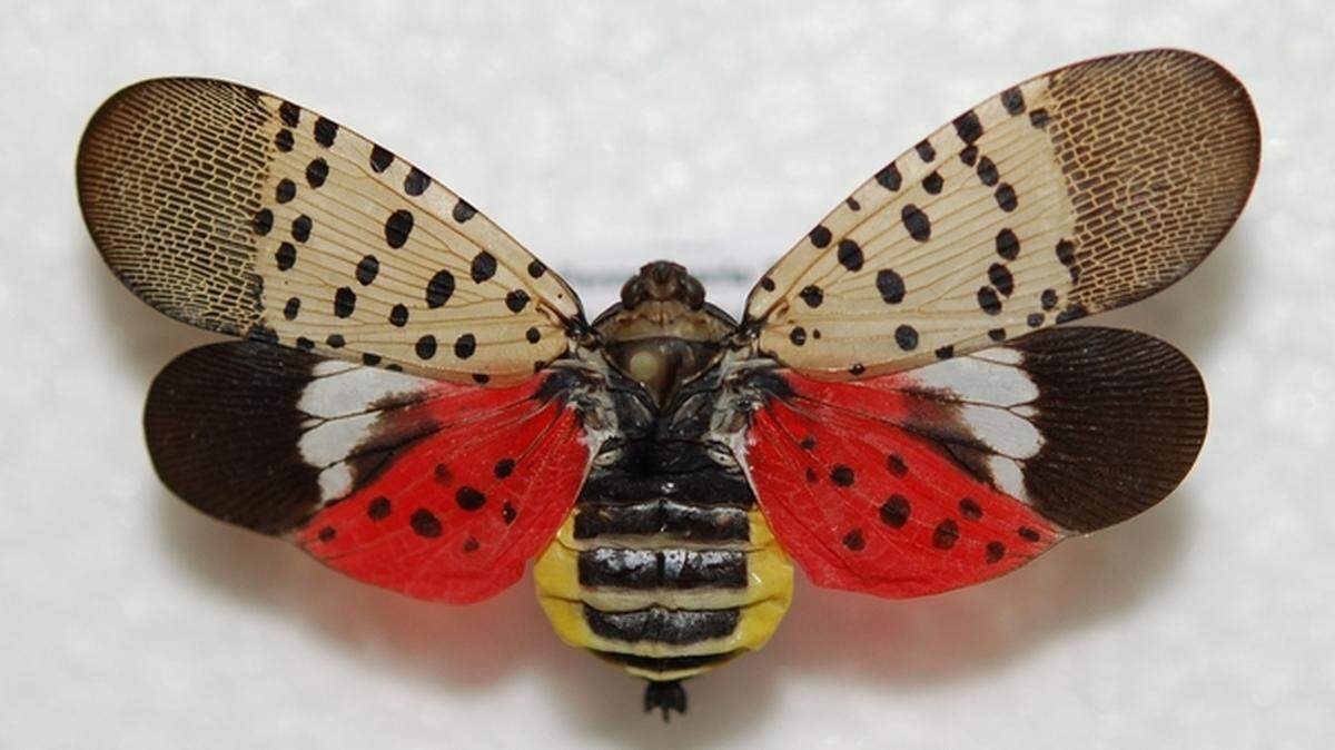 The spotted lantern fly can kill crop plants.