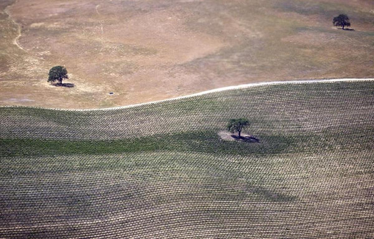 A vineyard east of Paso Robles near Highway 46 begins to leaf out as unirrigated hillsides dry out in April 2015.