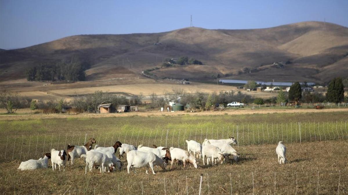 Goat nibble down tall grasses and weeds in the fields along Los Osos Valley Road east of Los Osos against a scenic late afternoon backdrop.