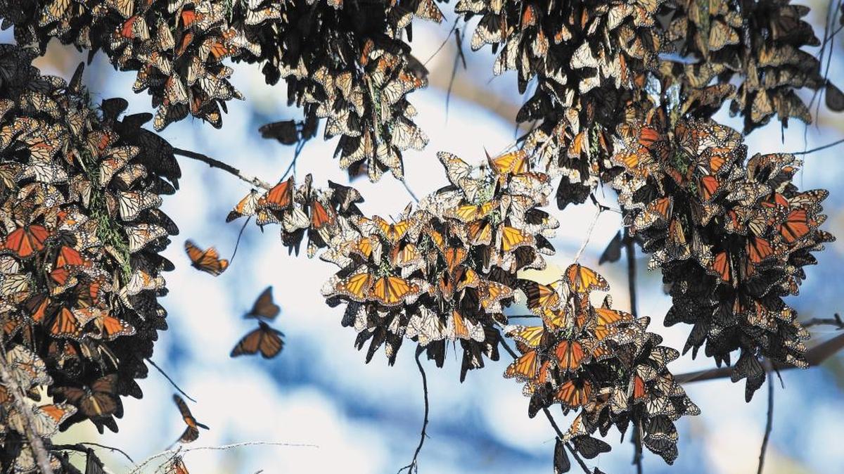 Monarch butterflies wintering in Pismo Beach, south of the campground on Highway 1, in January 2015.